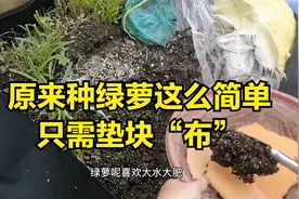 原来种绿萝这么简单，只需垫块“布”，叶子大又多，省钱又省心视频封面