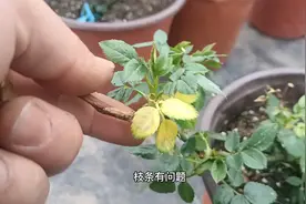 开春养月季，新叶发黄怎么回事？可能有5个原因视频封面