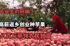 名校毕业刘阿娟，放弃高薪创业种苹果，年入百万带领农民致富视频封面