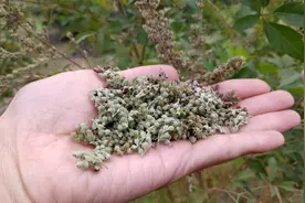 睡眠不安稳、咳嗽有痰？农村常见的植物“黄荆籽”，不花钱效果好视频封面