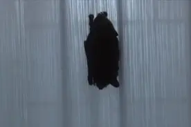 沈阳一大厦内惊现蝙蝠，现场人员：挺萌的，先关禁闭，疫后放生