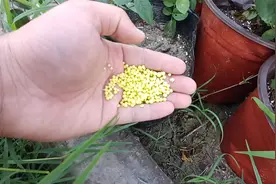 夏天施肥，不要直接撒在盆土表面，很可能一点效果都没有视频封面