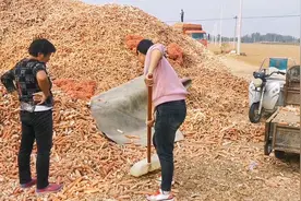 农村不要的玉米芯，拉到玉米芯收购点0.07一斤，没想到老板赚大钱视频封面