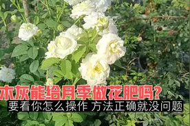 草木灰能给月季做花肥吗？要看你怎么操作，方法正确就没问题视频封面