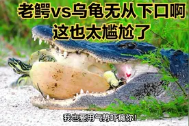 老鳄吃乌龟无从下口啊，这也太尴尬了！#搞笑配音视频封面