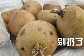买多的土豆都长芽了，别再扔掉，跟着这么做可以收获30倍回报视频封面