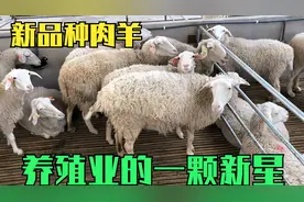 这种新品种肉羊优点多，长肉快肉质好产仔高，养殖业的一颗新星