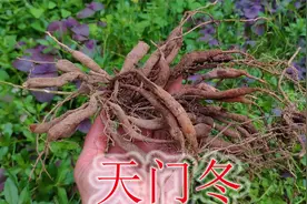 野生药材植物“天门冬”，俗称为“飞天蜈蚣”，也是煲汤好食材视频封面
