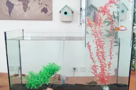 如何制作分层鱼缸？一边高一边低，金鱼游起来一脸懵！视频封面