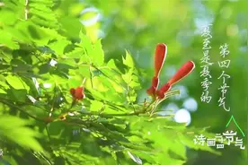 诗画二十四节气·夏至 蝉鸣声声 荷花别样红视频封面