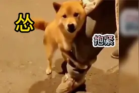 怂狗合集：柴犬抱着主人大腿和其他狗狗吵架，笑死人了