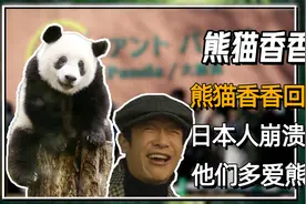 熊猫香香回国，日本民众崩溃大哭，真过不下去了？视频封面