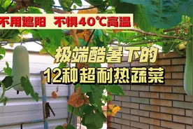 超级耐热的12种蔬菜，40℃以上的高温也不用遮阳，越热越长！