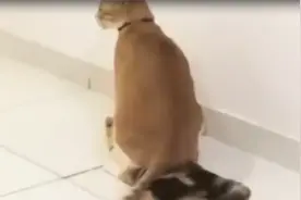 小猫正在睡觉，被妈妈一屁股坐在头上，猫妈妈：谁看到我儿子了？视频封面