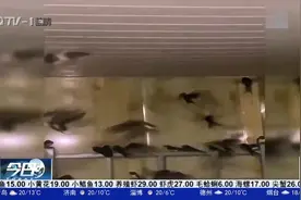 咋回事儿？200多只燕子扎堆儿进屋，男子为其开空调视频封面