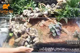 超美黄缘闭壳龟仿原生态龟缸设计思路和如何防越狱「龟谷鳖老」视频封面