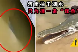 河南抽干湖水，只为捕一条“怪鱼”！放生鳄雀鳝会有多恐怖？
