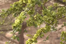 河南睢县：大棚榆钱春意浓 特色种植助致富视频封面