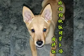 喂便宜狗粮不如喂白米饭，有没营养不说，关键对狗狗身体是有害的视频封面