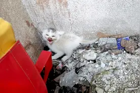 小伙终于把一只奄奄一息的小流猫，从鬼门关抢救回来，顺利养大了