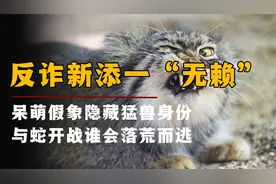 “孬种”猛将猛如虎，撅腚入室抢劫，毒蛇都得礼让三分视频封面