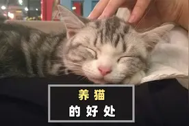 养猫好处竟然这么多，早养早享受！视频封面