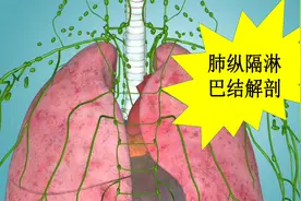呼吸科、胸外科、影像科有用基础知识：肺、纵膈淋巴结分组-西综视频封面