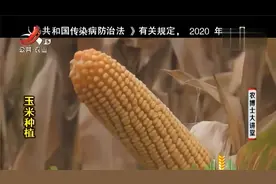 京科968品质出色，是全国第一大玉米主栽品种，它究竟好在哪里？视频封面