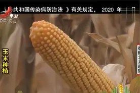 京科968品质出色，是全国第一大玉米主栽品种，它究竟好在哪里？视频封面