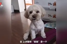 狗狗自己铺凉席关灯睡觉 一气呵成  网友直呼“成精了”！视频封面