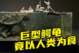 模型制作：巨型鳄龟来袭，专以人类为食，可要仔细看清水中情况