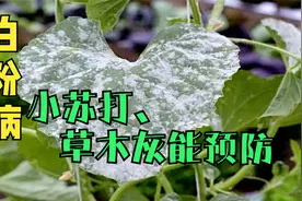 生活小妙招：植物白粉病用小苏打和草木灰来预防，土方法也好用
