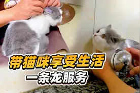 阿飞：带猫咪去享受生活，洗浴采耳一条龙服务视频封面