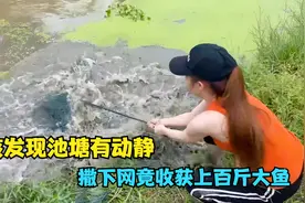 女孩发现池塘有动静，撒下渔网，竟收获一百斤的大鱼视频封面
