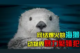 网络爆火海獭不为人知的一面：竟是暴力繁殖犯？可爱呆萌是假的？