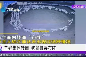 羊群集体转圈，犹如排兵布阵视频封面