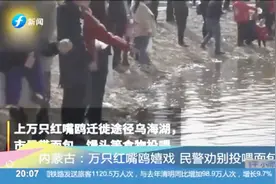 上万只红嘴鸥迁徙，途经乌海湖，市民争相看鸟投食，被劝阻视频封面