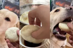4岁狗狗吃包子嫌没蘸醋，狂流口水疯狂暗示主人，就差开口说话了视频封面