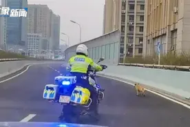 小狗误入高架，交警骑车跟随守护：都是生命，尽量帮助视频封面