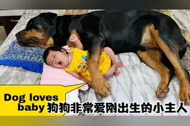 狗狗非常喜欢刚出生的小主人，连觉都睡不好。视频封面