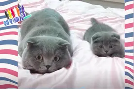 奔波儿灞&霸波尔奔~视频封面