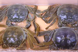 保存螃蟹有绝招，别再傻傻放冷冻了，这样存放7天，依旧很鲜活视频封面