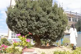 壮观！国内最大的雀舌黄杨长什么样！带大家一睹芳容！视频封面