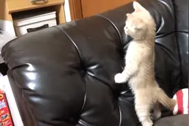 可爱小猫玩累了，吃个饭都在打瞌睡，太逗了