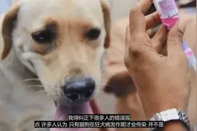被野猫抓流血了不打针会死嘛？视频封面