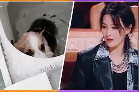 太可恶！宠物狗被扔洗衣机机洗受虐，张馨予宋祖儿发声应援视频封面