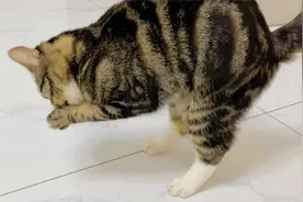 猫咪前爪黏上双面胶，直接站立行走，成精了视频封面