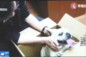 狗狗“成精”了？斗牛犬自己迷路紧跟警察，警察叔叔帮助其回家！