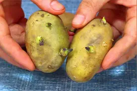 发了芽的土豆到底能不能吃？看看美食专家是怎么说的，赶快收藏视频封面