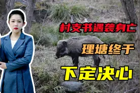 村支书遇袭身亡，理塘终于下定决心，野猪泛滥成灾，还应该保护吗